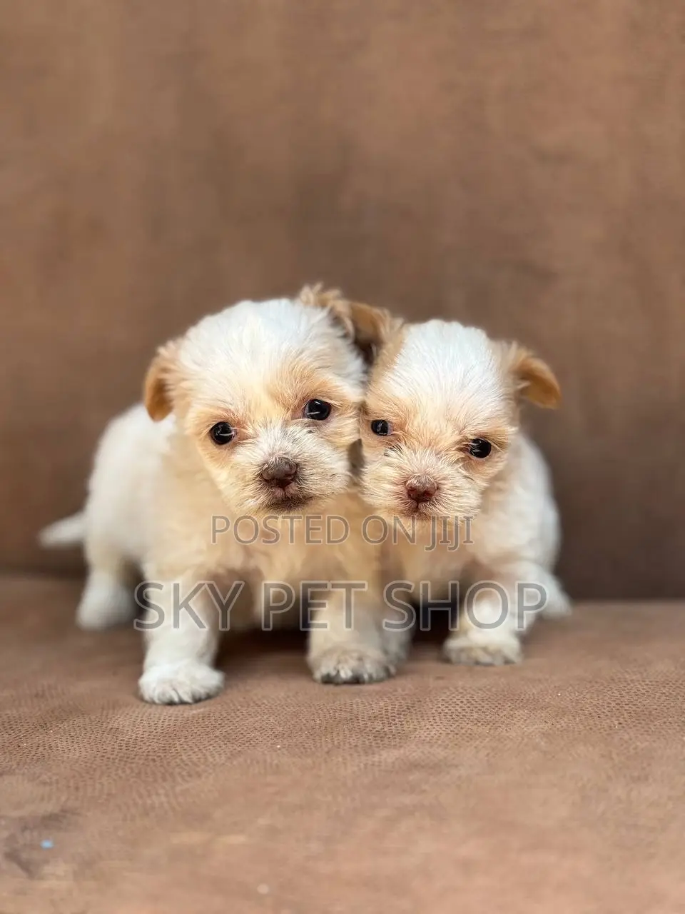 1-3 months Male Purebred Maltese