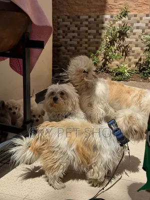1-3 months Male Purebred Maltese