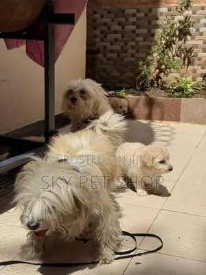 1-3 months Male Purebred Maltese