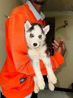 1-3 months Male Purebred Siberian Husky