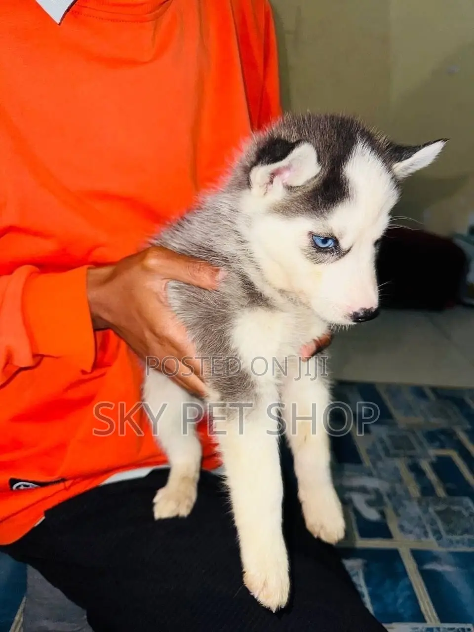 1-3 months Male Purebred Siberian Husky