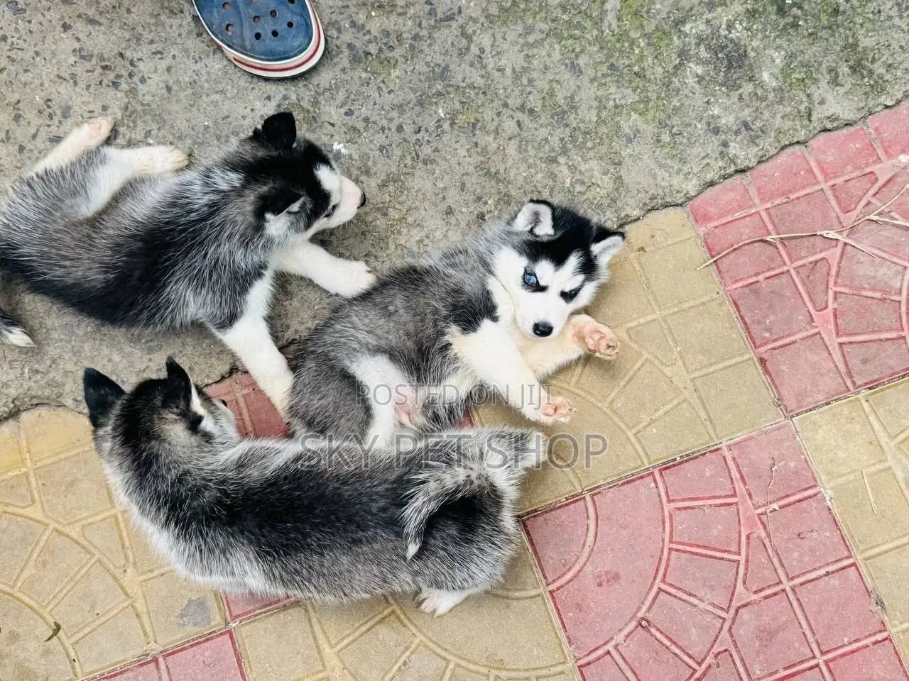 1-3 months Male Purebred Siberian Husky