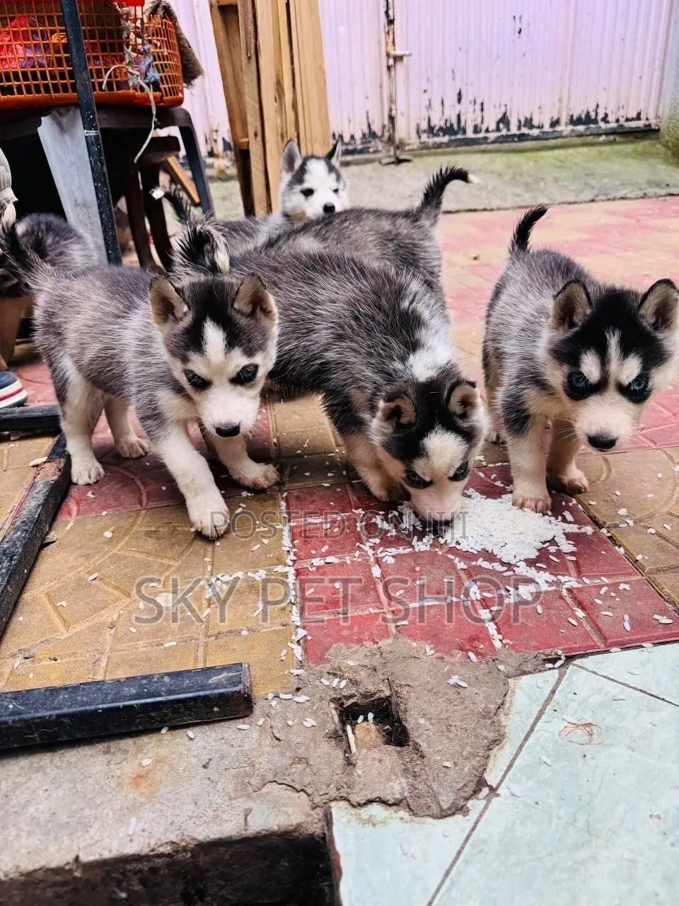 1-3 months Male Purebred Siberian Husky