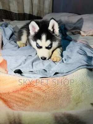 1-3 months Female Purebred Siberian Husky