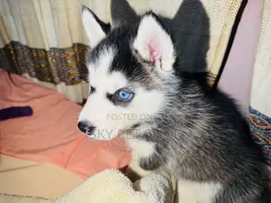 1-3 months Male Purebred Siberian Husky