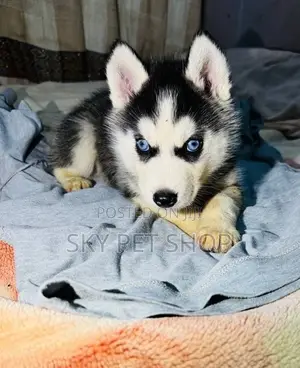1-3 months Male Purebred Siberian Husky