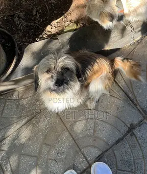 3-6 months Male Purebred Maltese