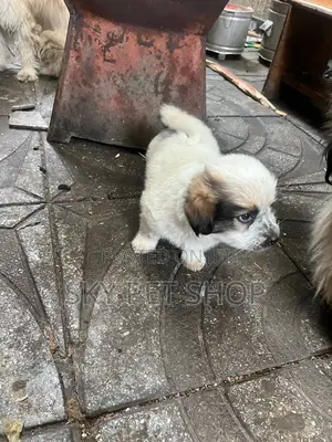 1-3 months Male Purebred Maltese