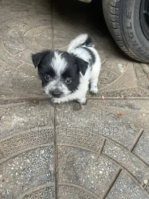 1-3 months Male Purebred Maltese