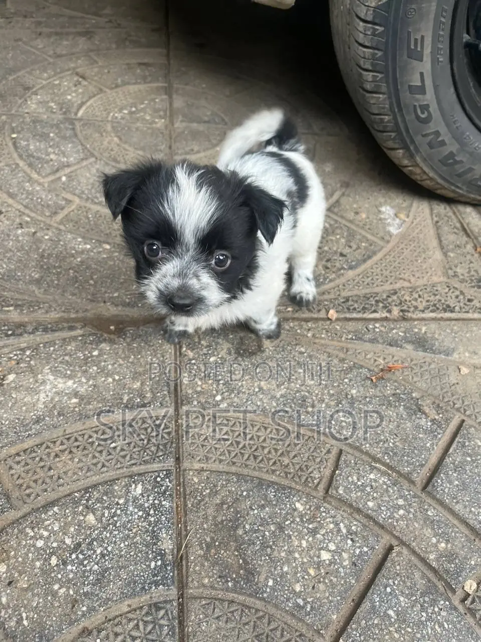 1-3 months Male Purebred Maltese