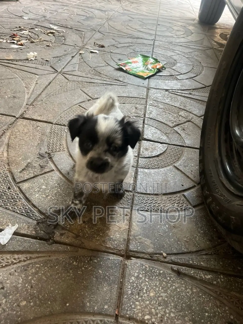 1-3 months Male Purebred Maltese