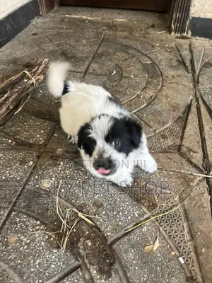1-3 months Male Purebred Maltese