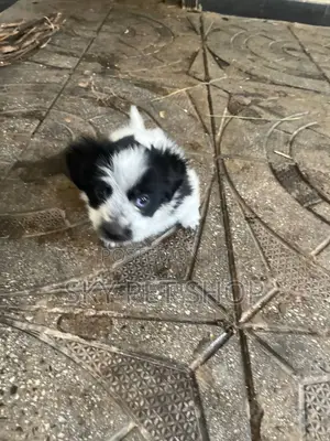 1-3 months Male Purebred Maltese