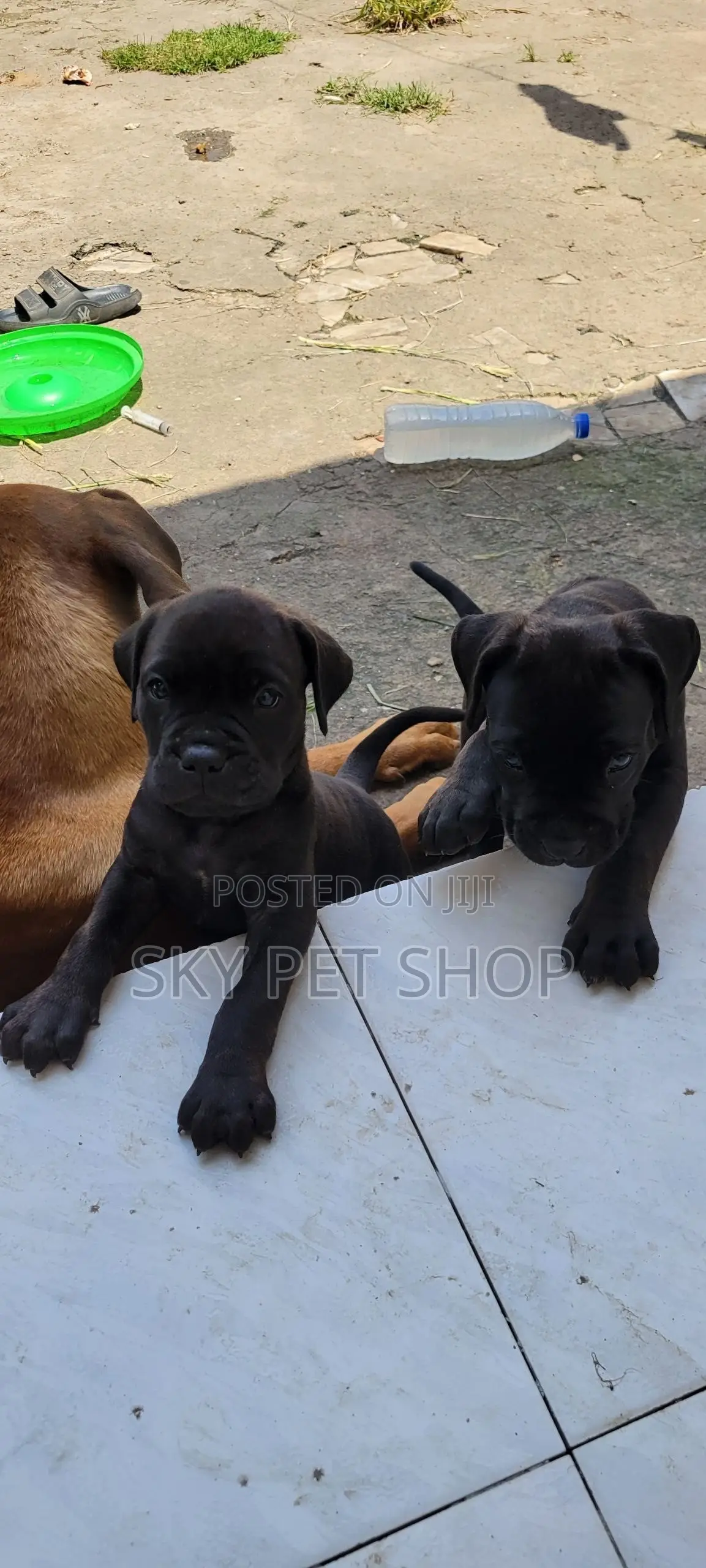 1-3 months Male Purebred Boerboel