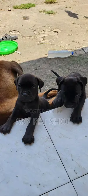 1-3 months Male Purebred Boerboel
