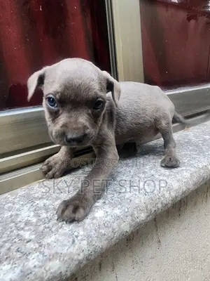 1-3 months Female Purebred American Pit Bull Terrier