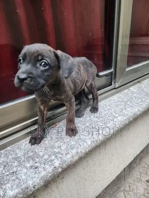 1-3 months Female Purebred American Pit Bull Terrier