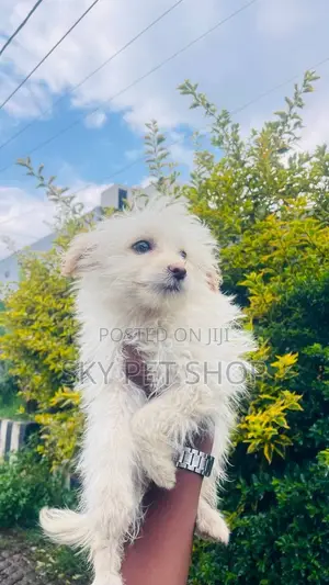 1-3 months Male Purebred Maltese