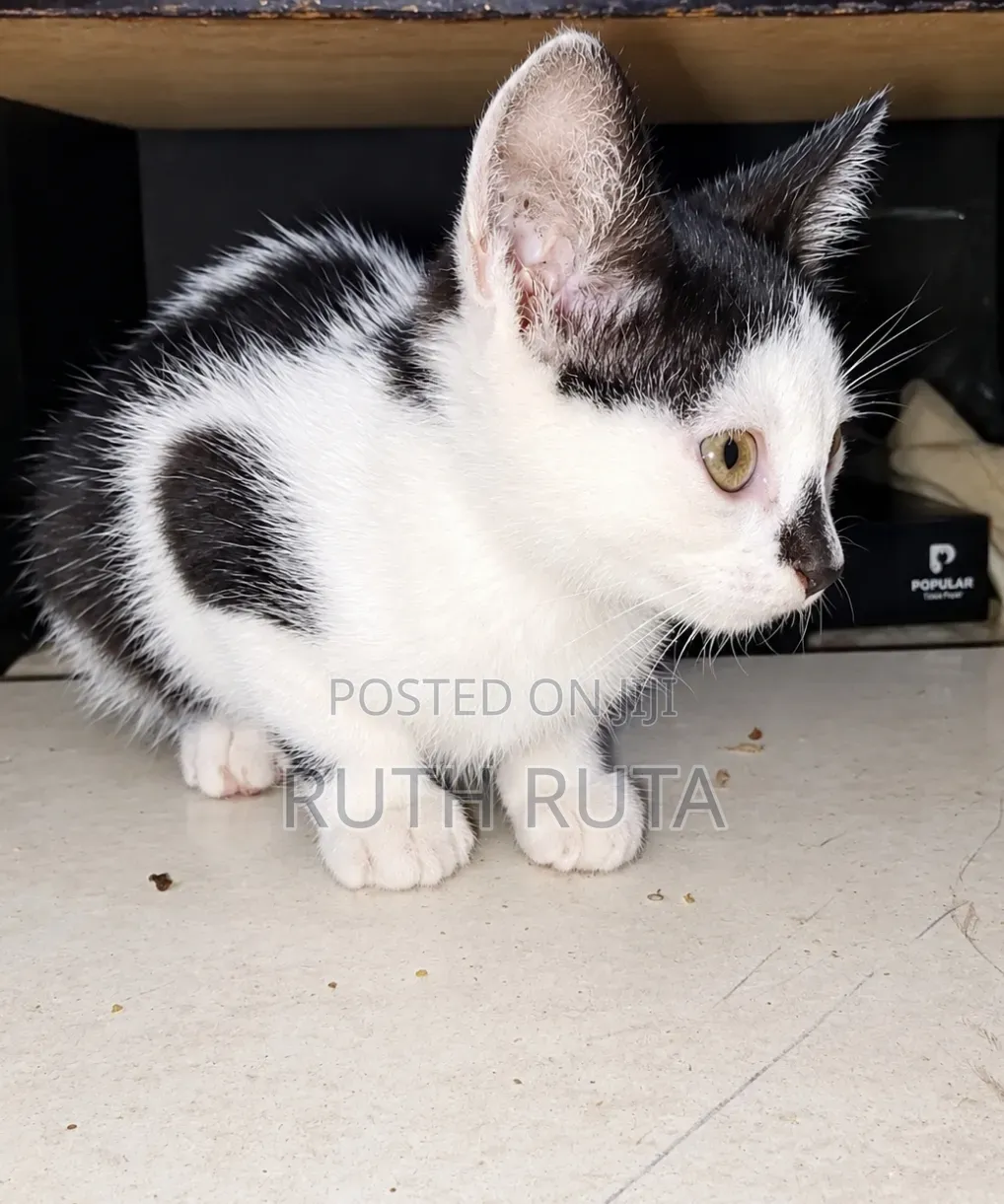 1-3 months Male Mixed Breed American Shorthair