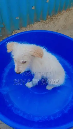 1-3 months Male Purebred Maltese