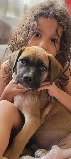 1-3 months Male Purebred Mastiff
