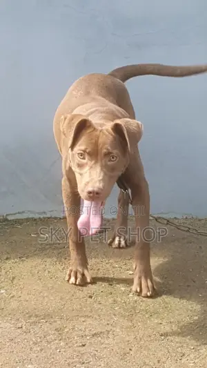 1-3 months Male Purebred American Pit Bull Terrier