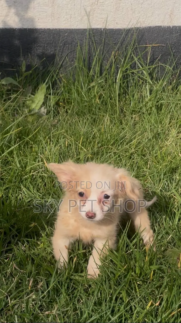 1-3 months Male Purebred Maltese