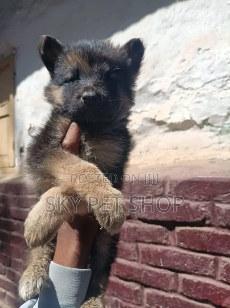 1-3 months Male Purebred German Shepherd