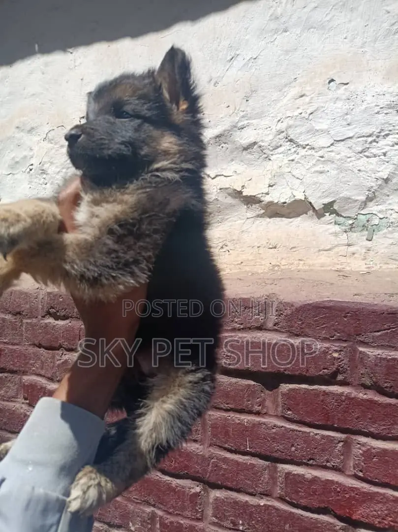 1-3 months Male Purebred German Shepherd