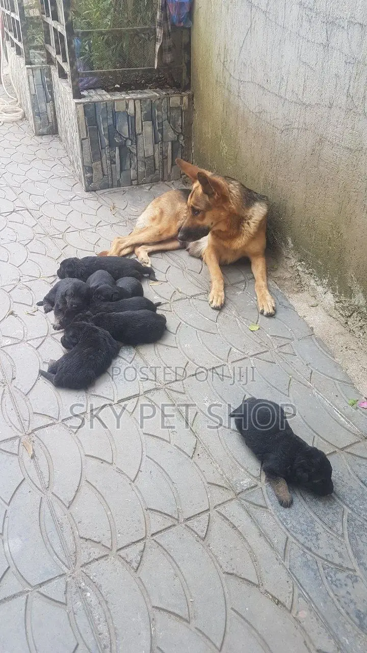 1-3 months Male Purebred German Shepherd