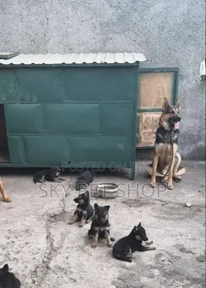1-3 months Male Purebred German Shepherd