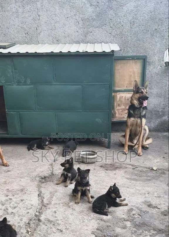 1-3 months Male Purebred German Shepherd
