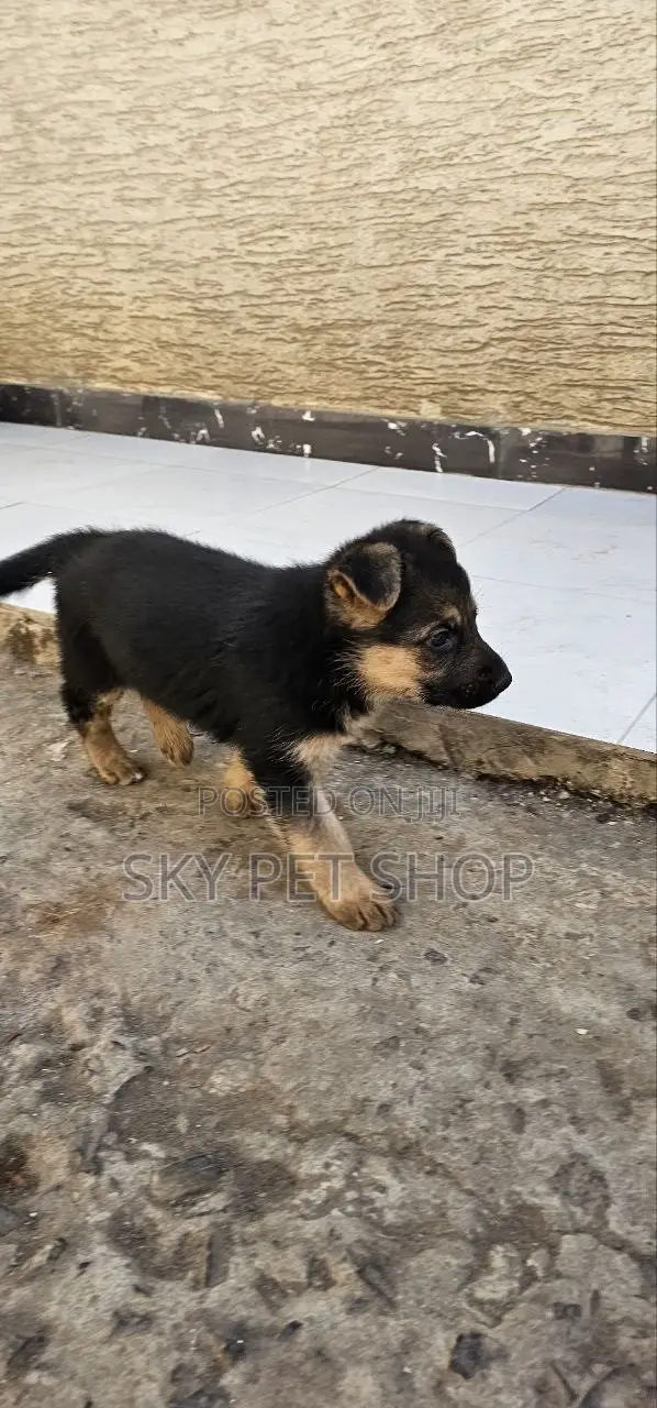 1-3 months Male Purebred German Shepherd