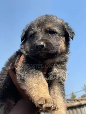 1-3 months Male Purebred German Shepherd