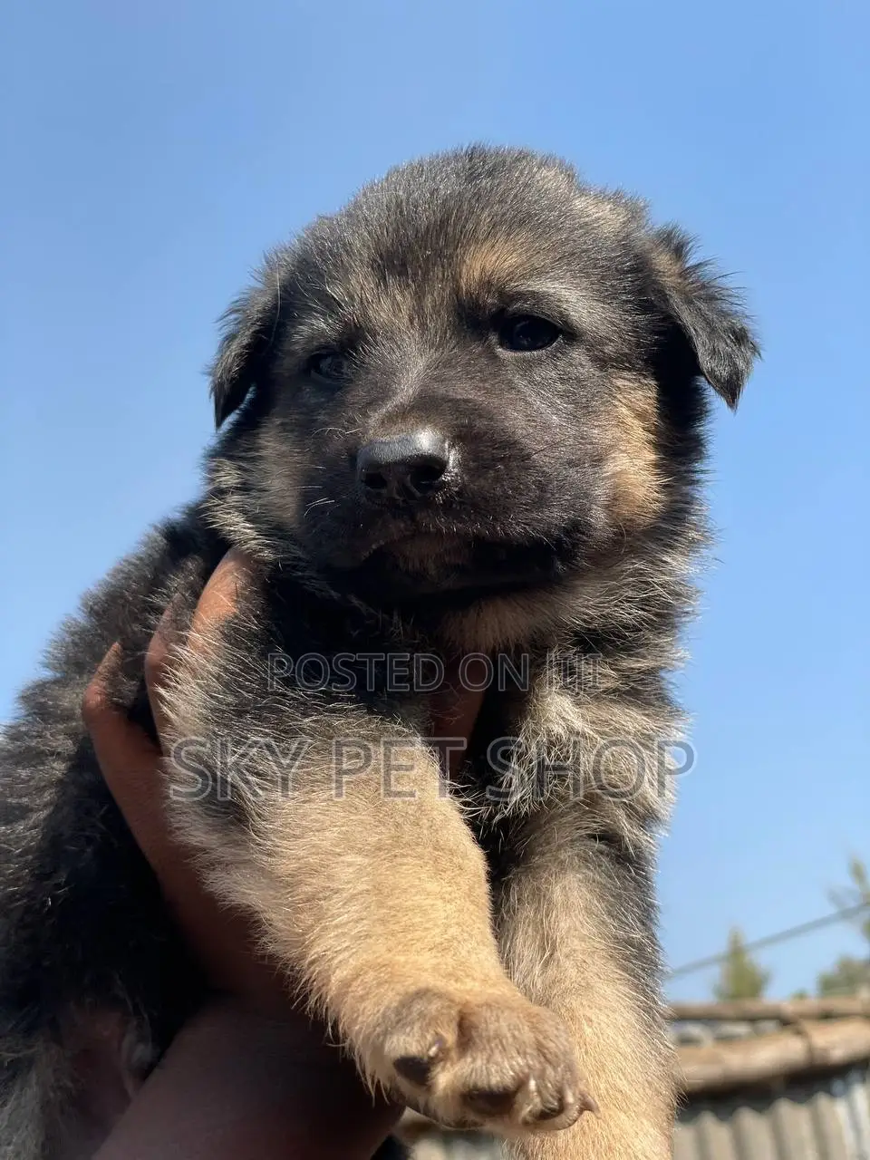 1-3 months Male Purebred German Shepherd