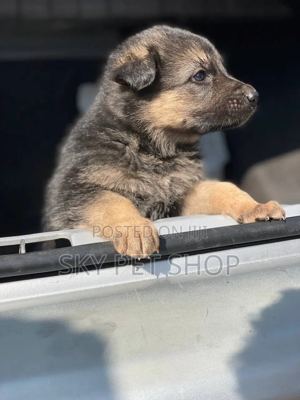 1-3 months Female Purebred German Shepherd