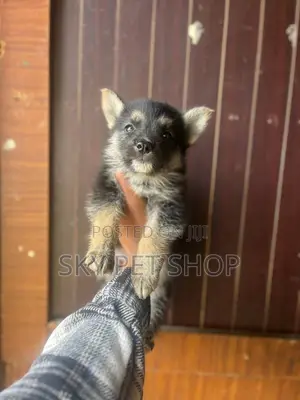 1-3 months Female Purebred German Shepherd