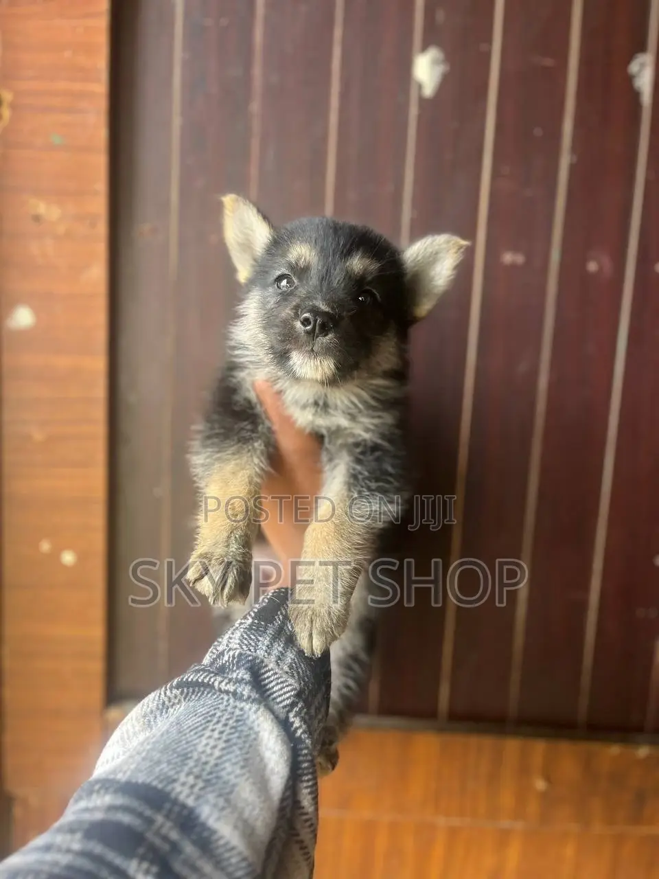 1-3 months Female Purebred German Shepherd