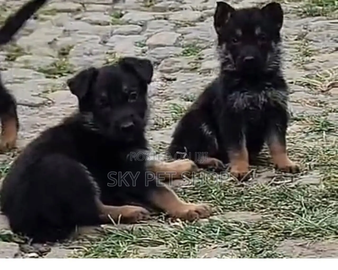 1-3 months Male Purebred German Shepherd