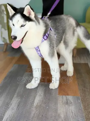 3-6 months Male Purebred Siberian Husky