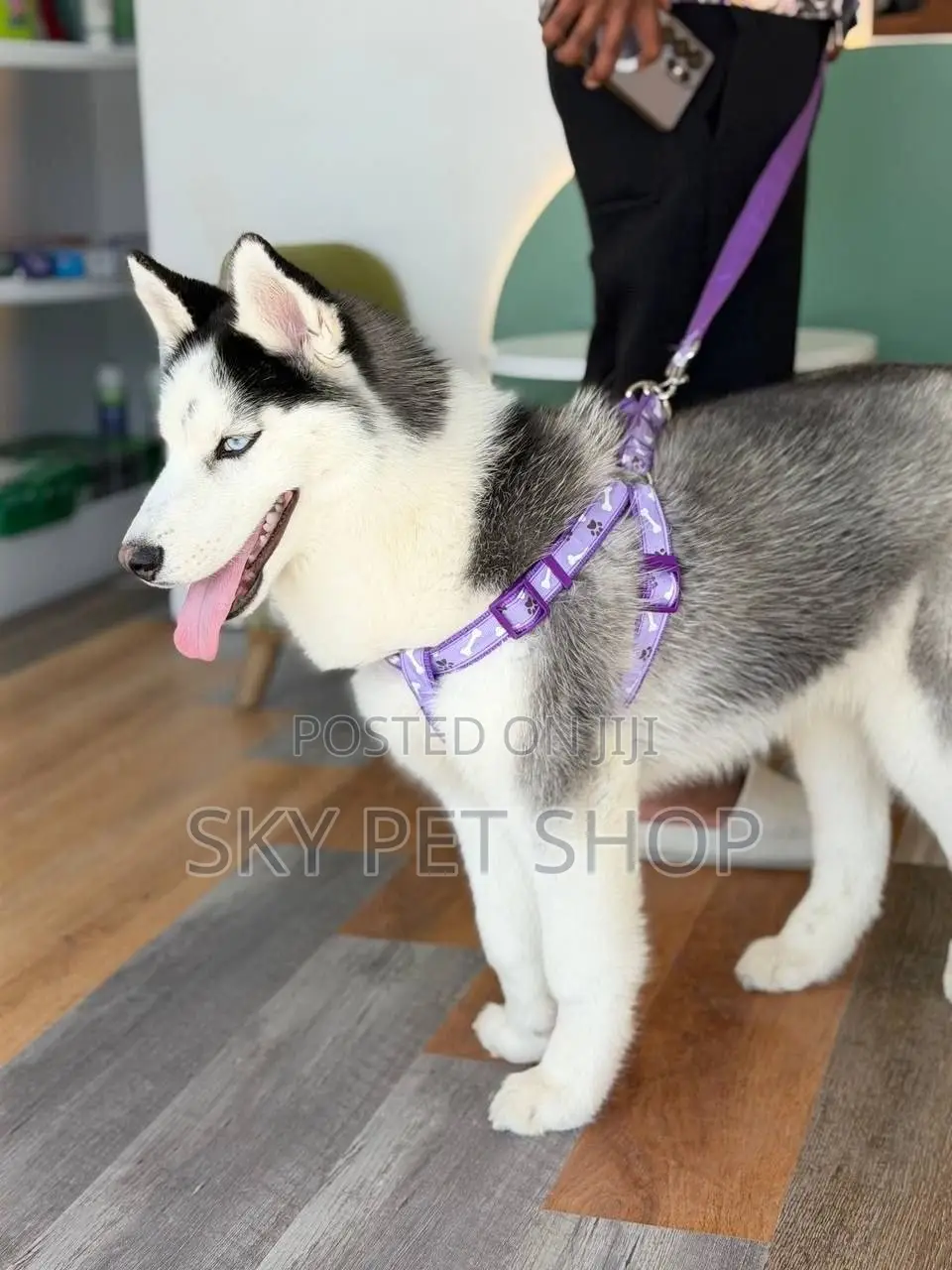 1-3 months Female Purebred Siberian Husky