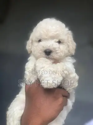 1-3 months Male Purebred Maltese