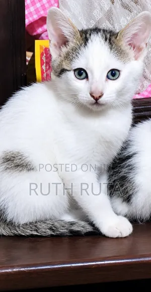 1-3 months Female Mixed Breed American Shorthair