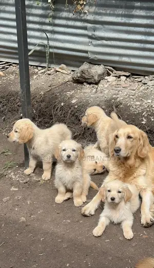 1-3 months Male Purebred Golden Retriever