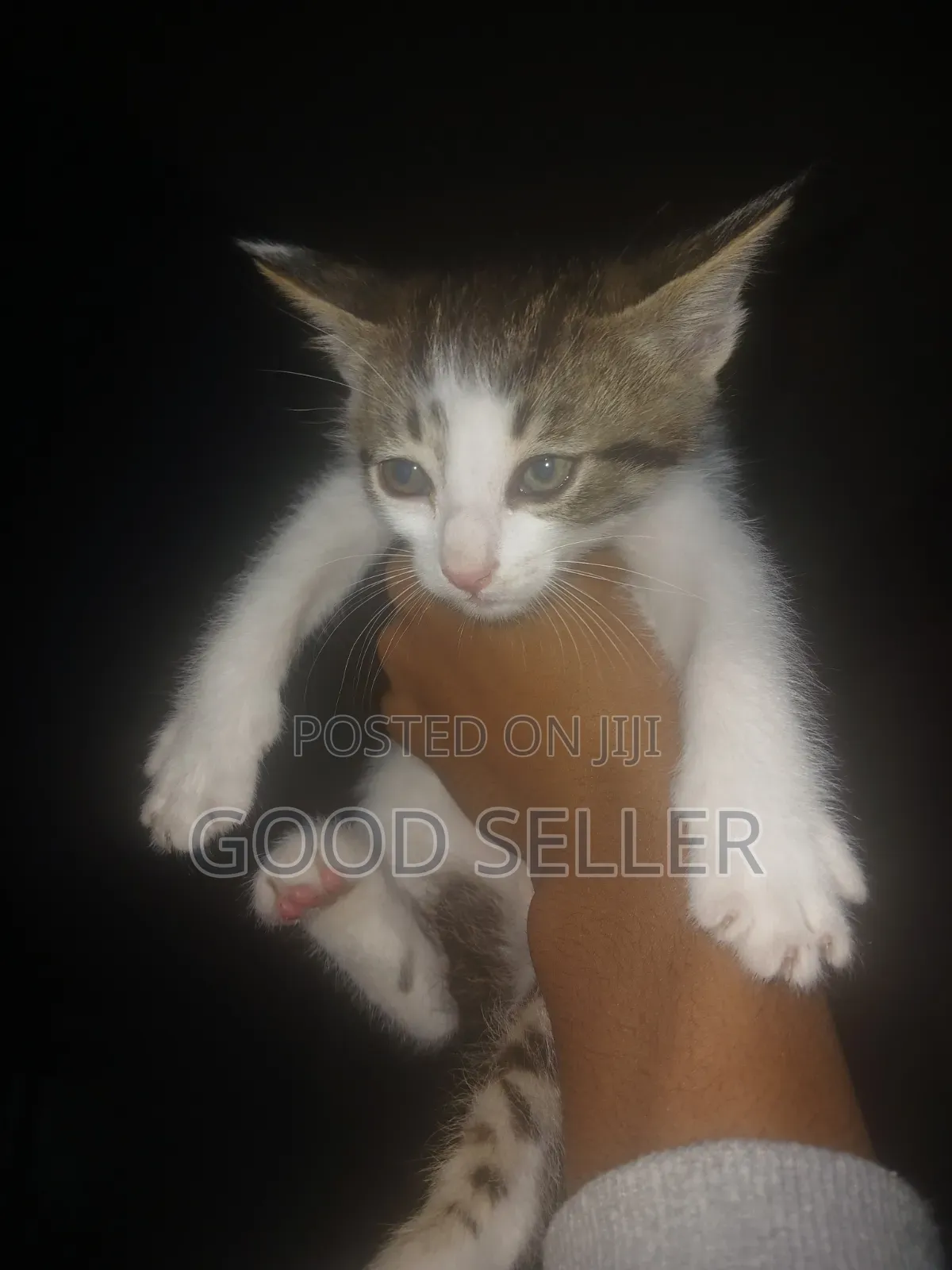 1-3 months Female Mixed Breed Cat