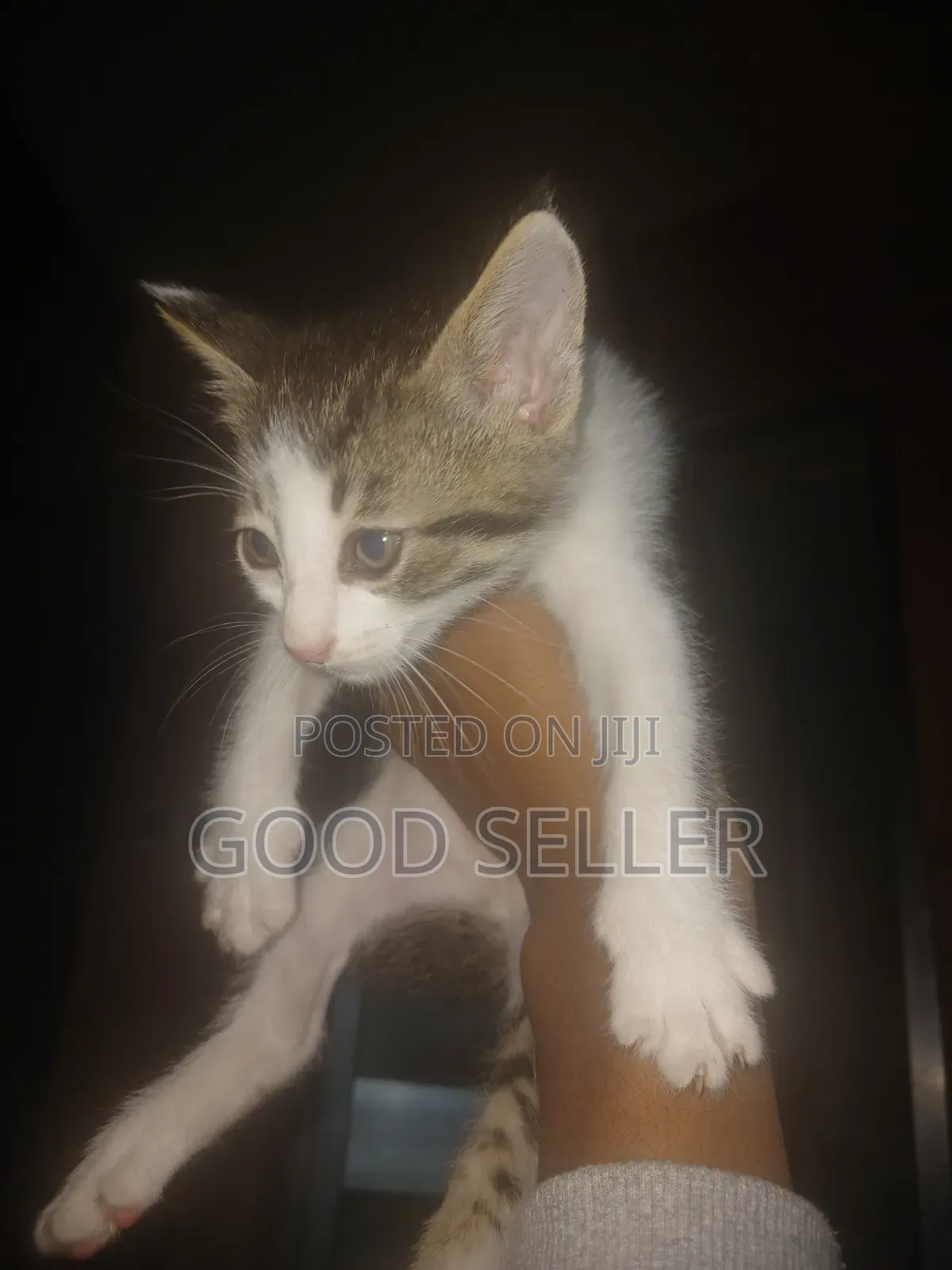 1-3 months Female Mixed Breed Cat