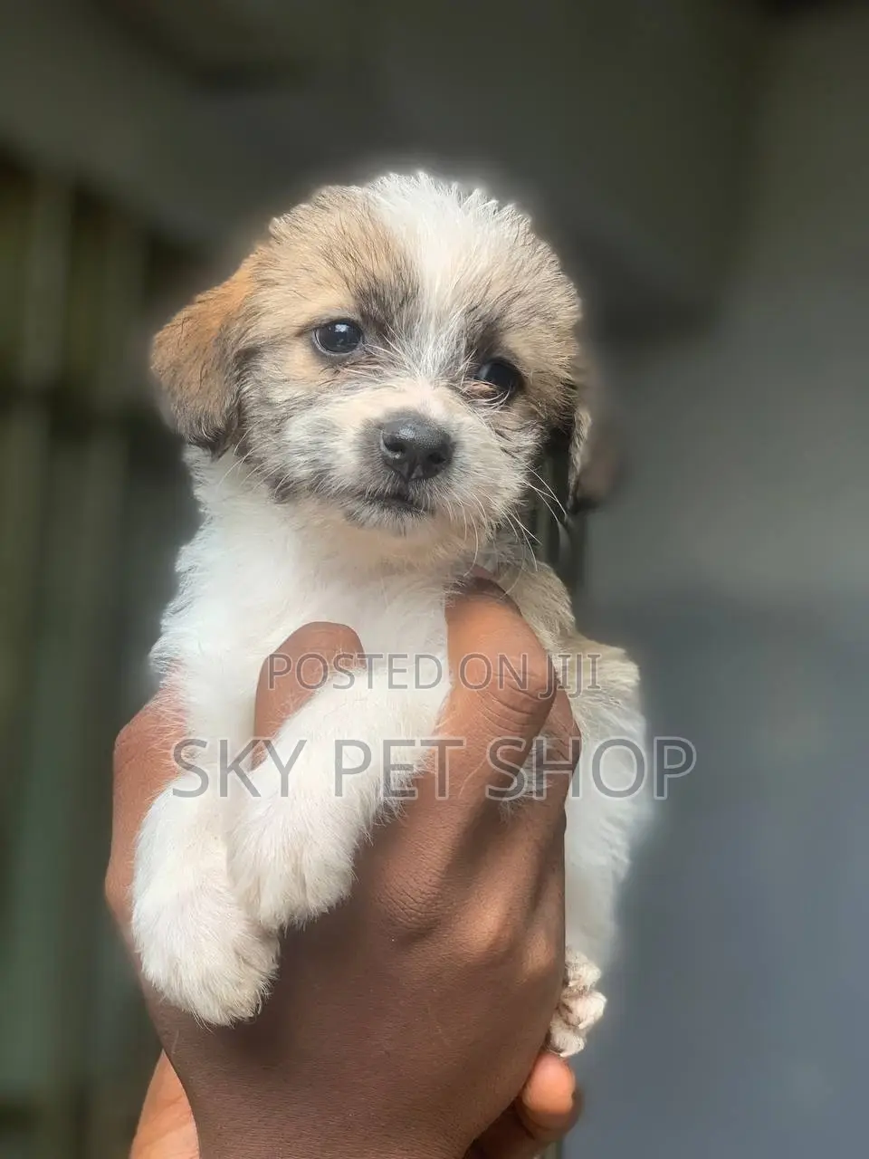 1-3 months Male Purebred Maltese