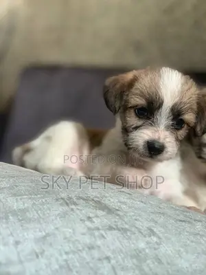 1-3 months Male Purebred Maltese