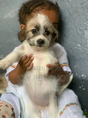 1-3 months Male Purebred Maltese