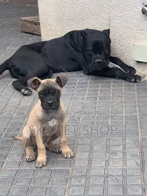 1-3 months Male Purebred Boerboel